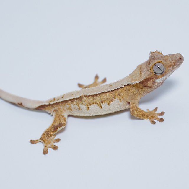 노멀 쿼드 풀핀