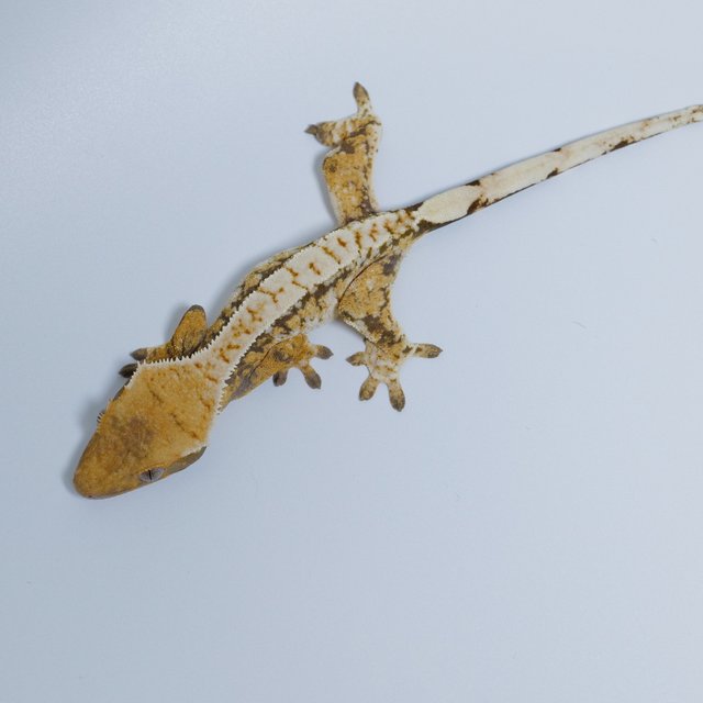 노멀 트라이 화이트포트홀 텐저린