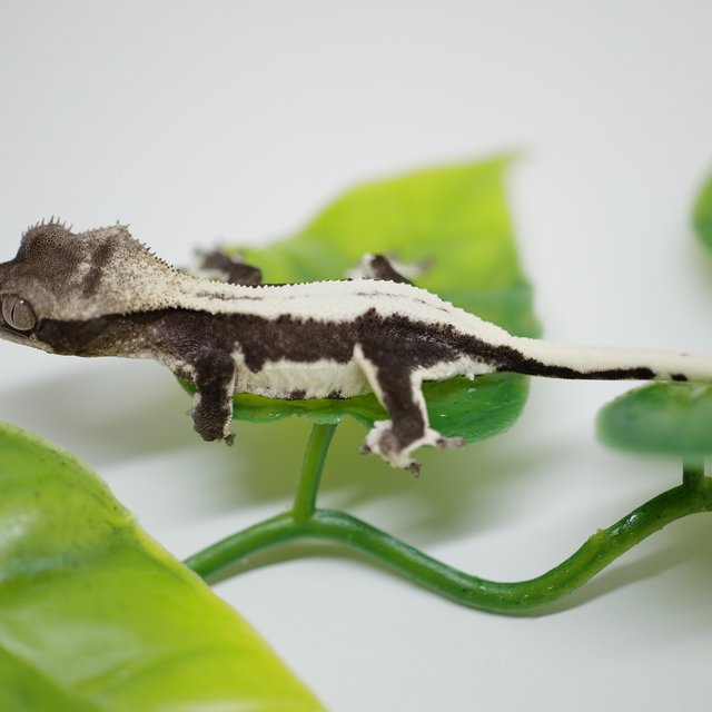 릴잔틱 솔리드백 화이트스팟