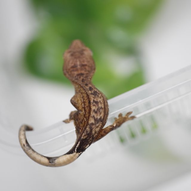 크림시클