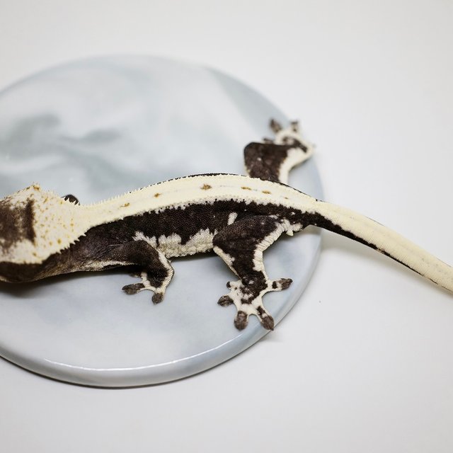 릴잔틱 화이트스팟 솔리드백 아잔틱