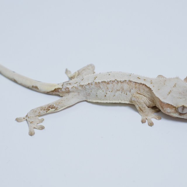 노멀 드리피 화이트스팟 화이트