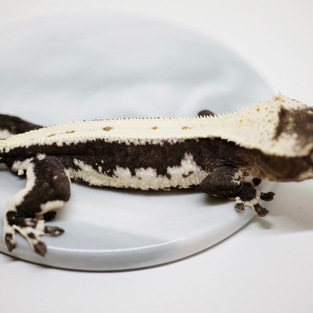 릴잔틱 화이트스팟 솔리드백 아잔틱