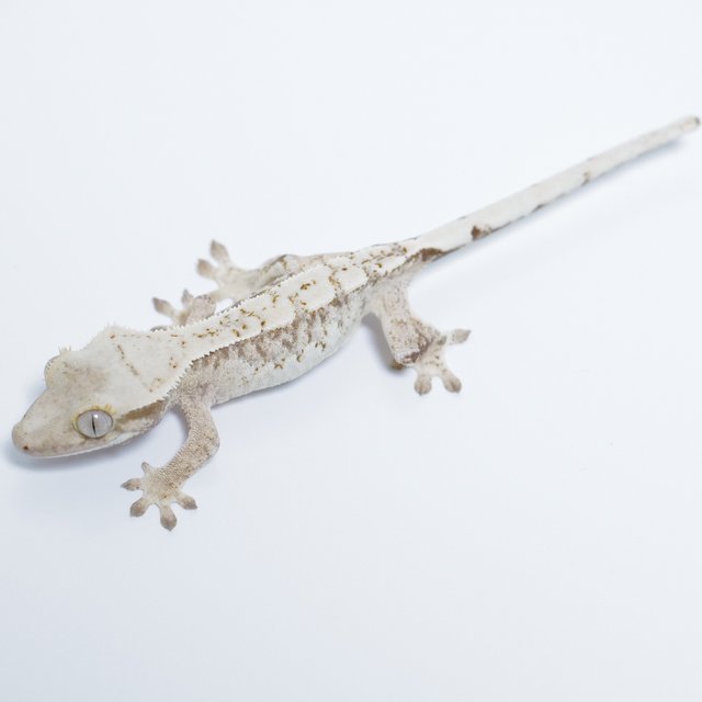 노멀 드리피 화이트스팟