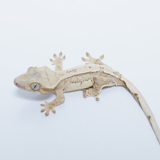 노멀 드리피 화이트스팟