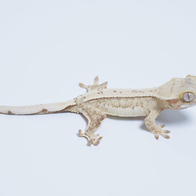 노멀 드리피 화이트스팟