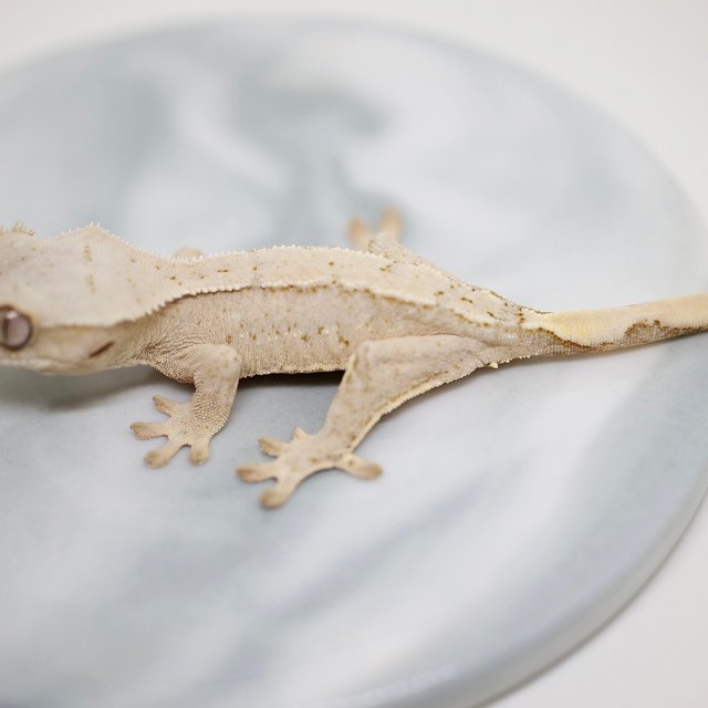 노멀 드리피 화이트스팟 화이트