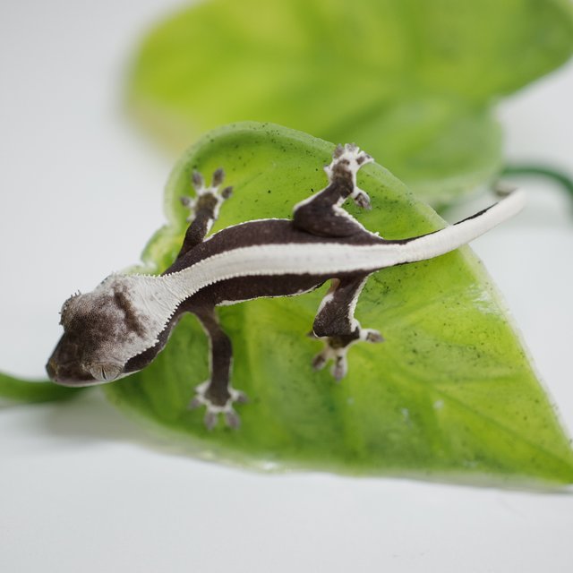 릴잔틱 솔리드백