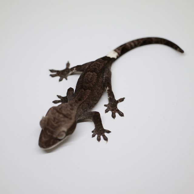 아잔틱 카푸치노