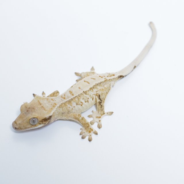 노멀 드리피 화이트스팟