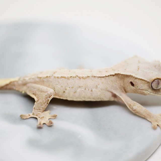 노멀 드리피 화이트스팟 화이트