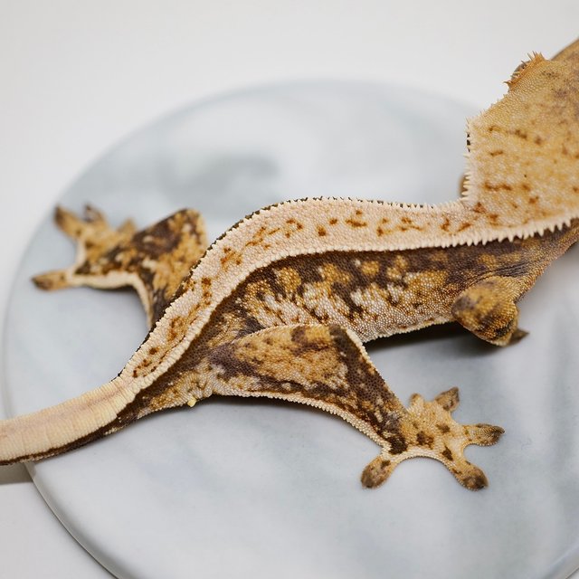 노멀 트라이 풀핀