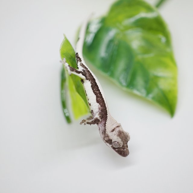 릴잔틱 솔리드백