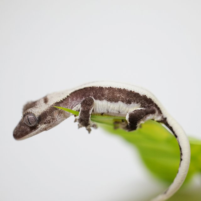 릴잔틱 화이트스팟 솔리드백