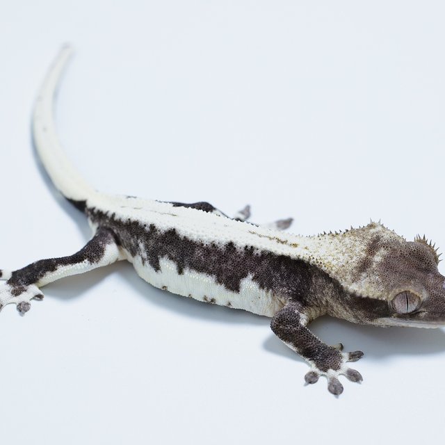 릴잔틱 솔리드백