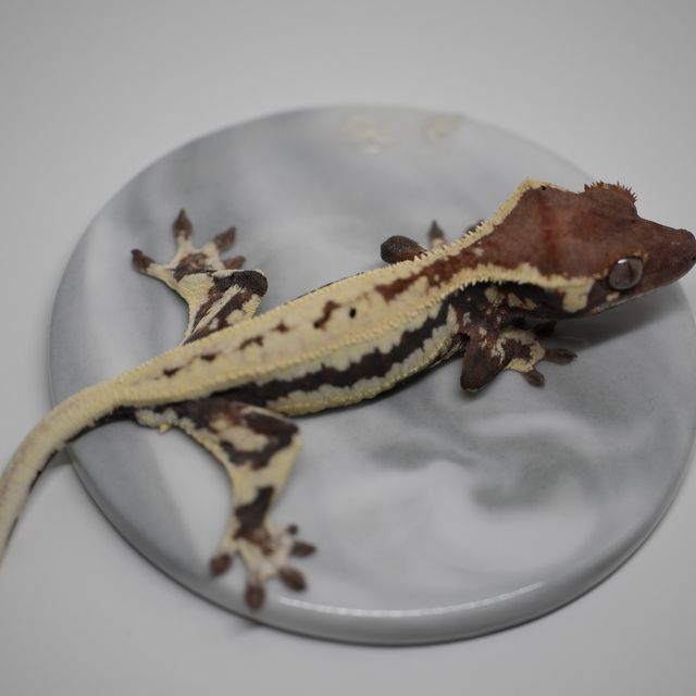 프라푸치노