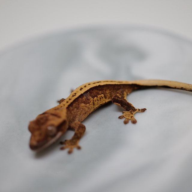 100%헷아잔틱 풀핀