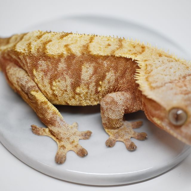 트라이 텐저린