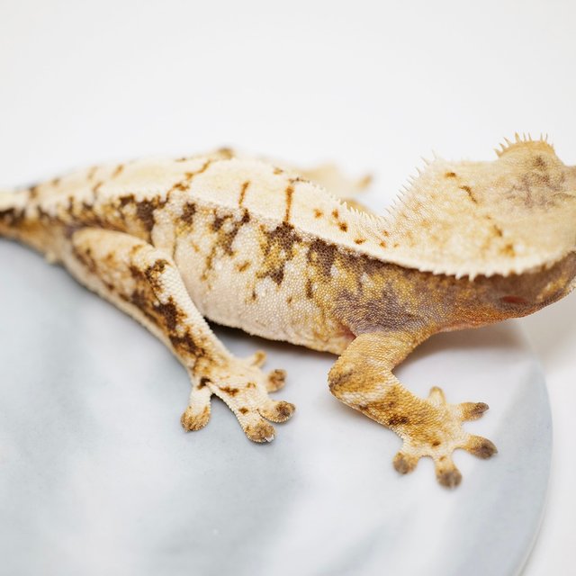 바브 트라이 화이트스팟 화이트포트홀 타이거