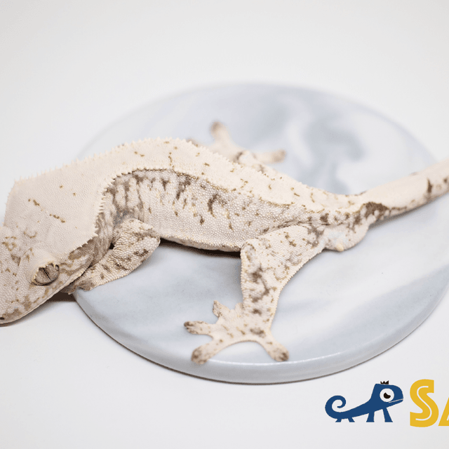 노멀 드리피 화이트스팟 화이트