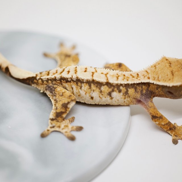 노멀 트라이 화이트포트홀 텐저린