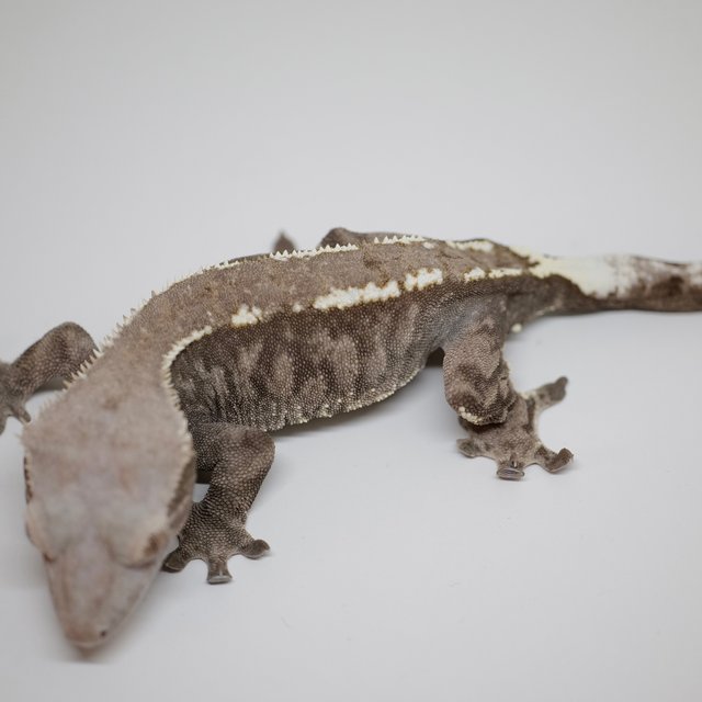 카푸치노 트라이 다크