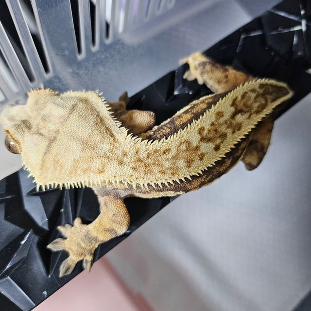 트라이 풀핀 쿼드 텐저린