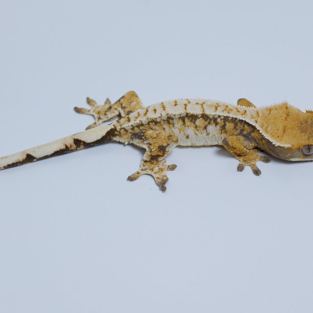 노멀 트라이 화이트포트홀 텐저린