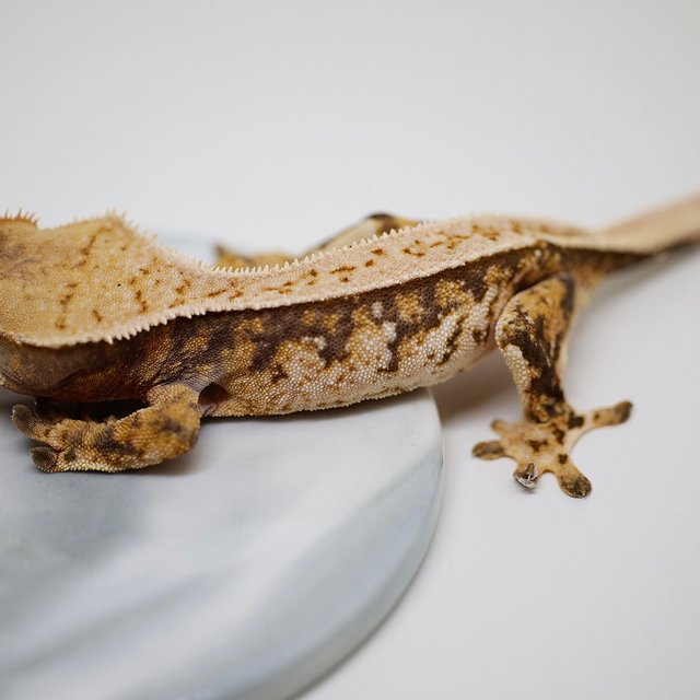 노멀 트라이 풀핀