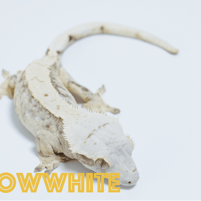 노멀 드리피 화이트스팟