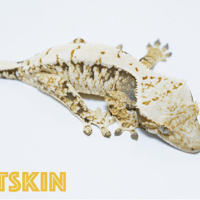 노멀 트라이 익스트림할리퀸