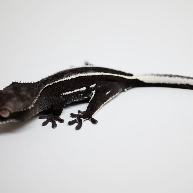 아잔틱 풀핀