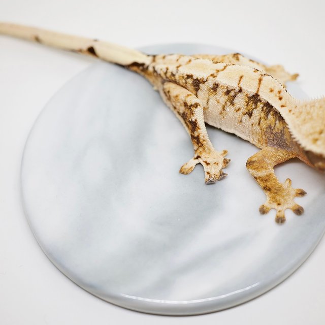 바브 트라이 화이트스팟 화이트포트홀 타이거