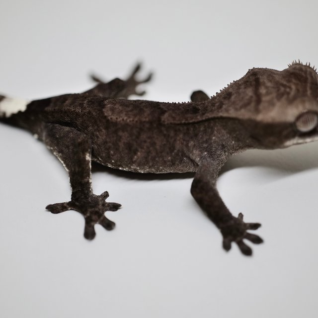 아잔틱 카푸치노