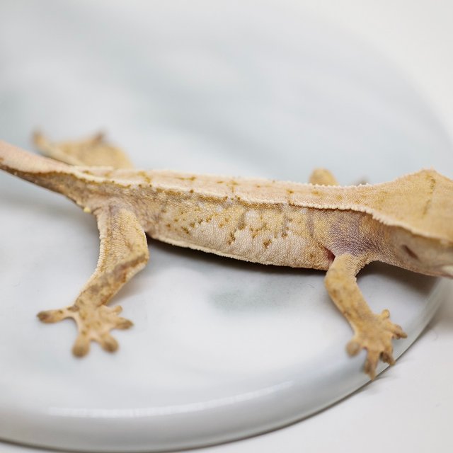 노멀 트라이 화이트포트홀