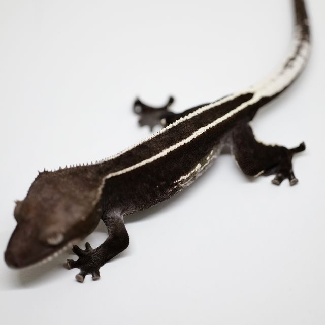 아잔틱 풀핀
