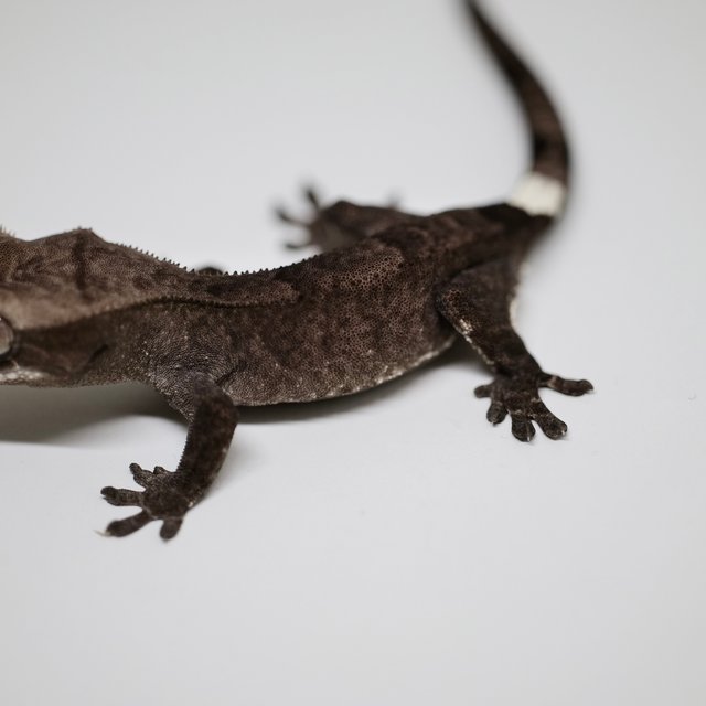 아잔틱 카푸치노