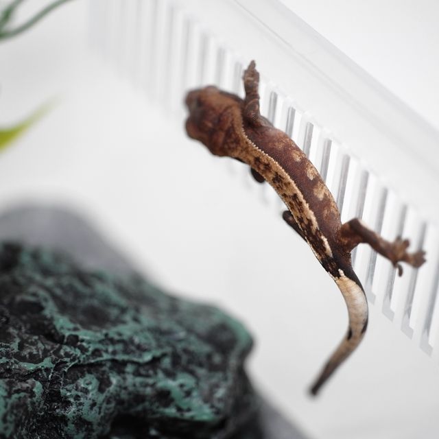 카푸치노 화이트핀 다크