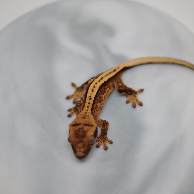 100%헷아잔틱 풀핀