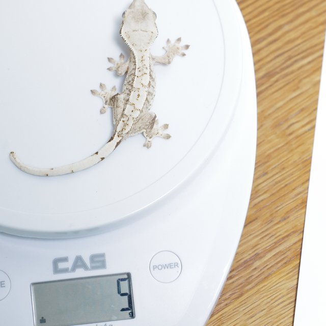 노멀 드리피 화이트스팟