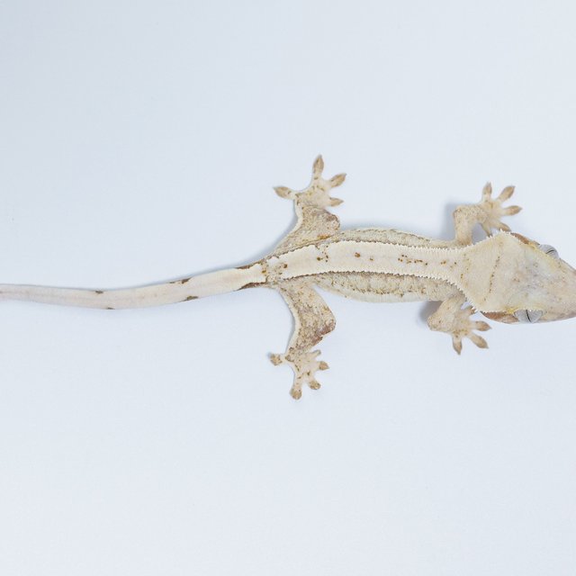 노멀 드리피 화이트스팟