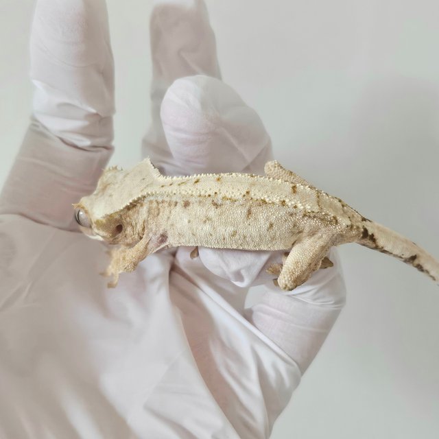 노멀 드리피 화이트스팟 화이트