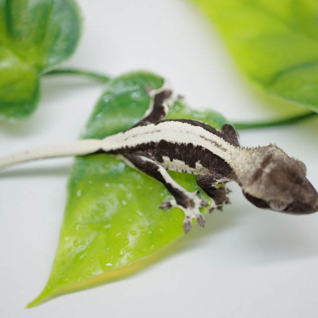 릴잔틱 솔리드백 화이트스팟