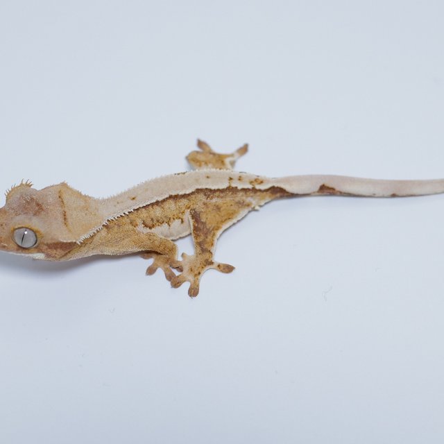 노멀 쿼드 풀핀