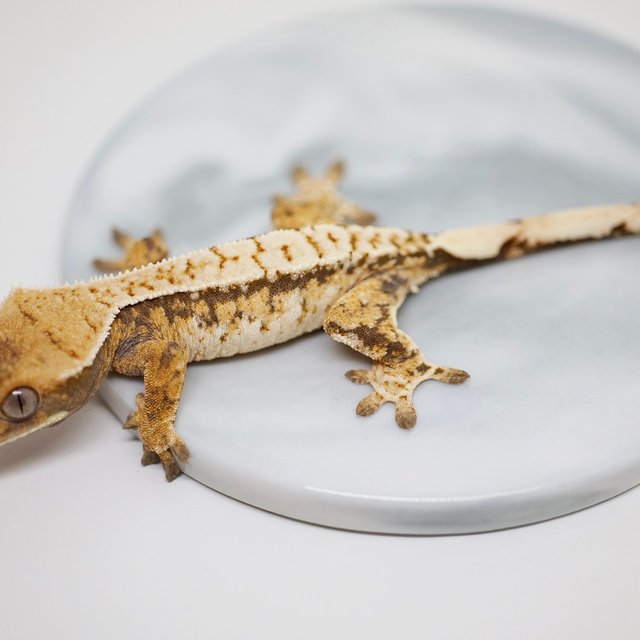 노멀 트라이 화이트포트홀 텐저린