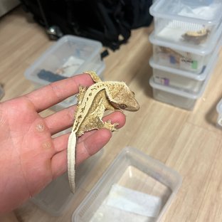 100%헷아잔틱 쿼드 풀핀