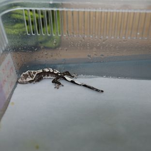 아잔틱
