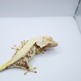 릴리100%헷아잔틱