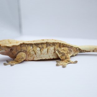 노멀 트라이 텐저린