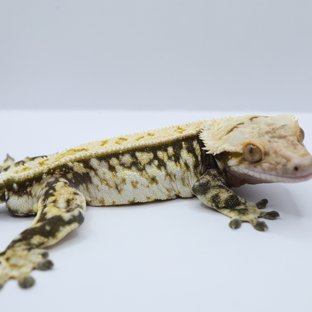 노멀 트라이 드리피 풀핀 쿼드